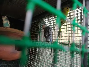 Love Birds