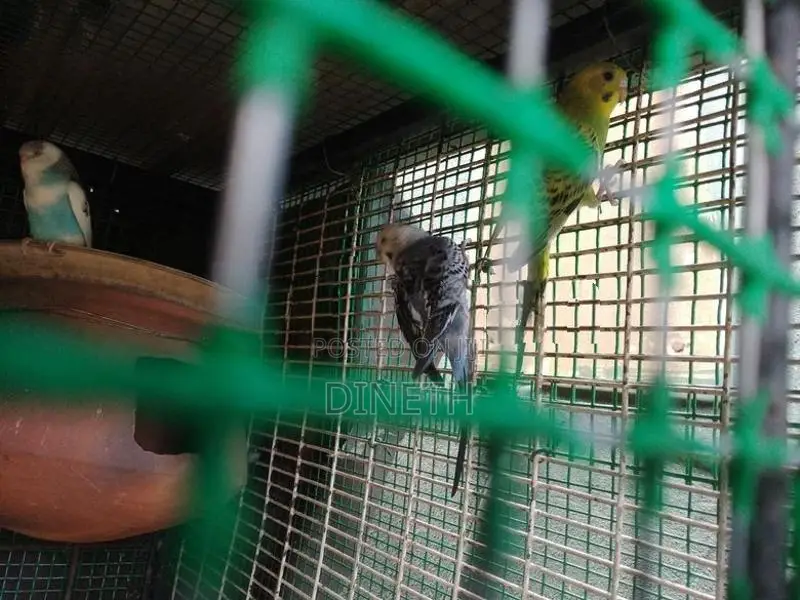 Love Birds