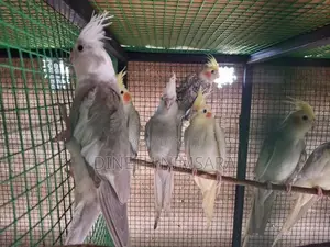 Cockatiel Bird