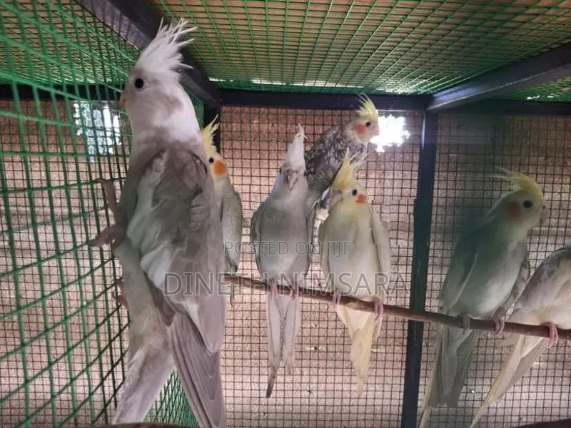 Cockatiel Bird