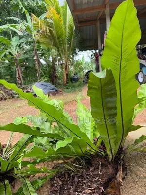 big plant