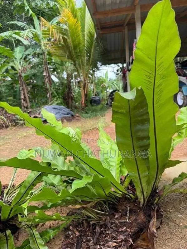 big plant