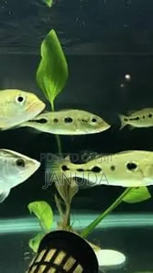 Orinoco Peacock Bass