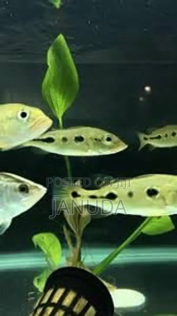 Orinoco Peacock Bass