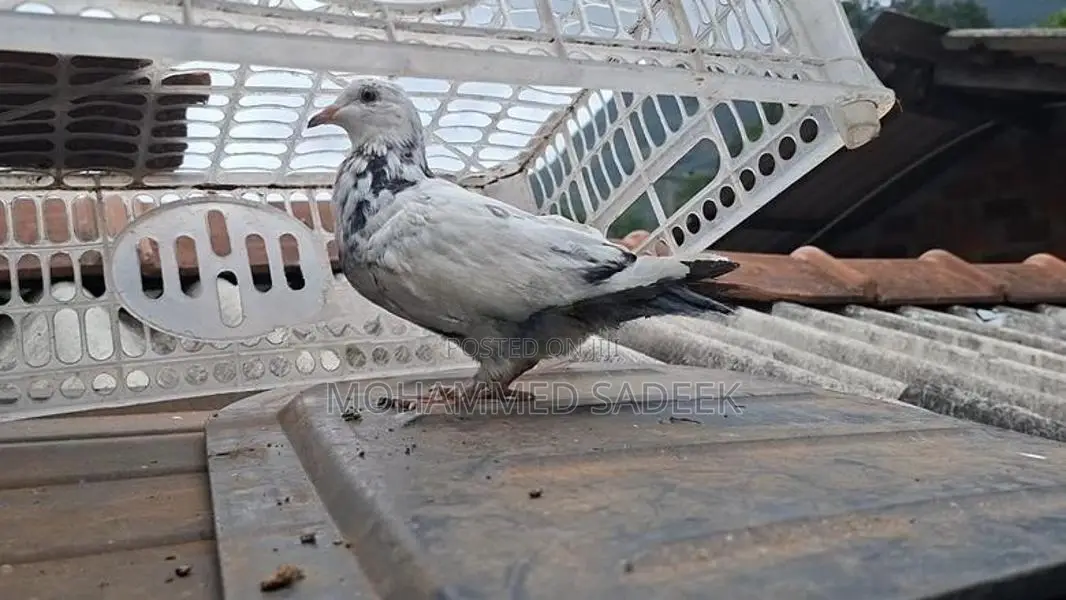 Pigeon