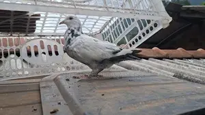Pigeon