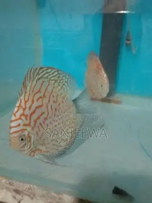 Discus Fish