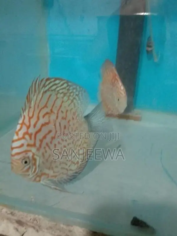 Discus Fish
