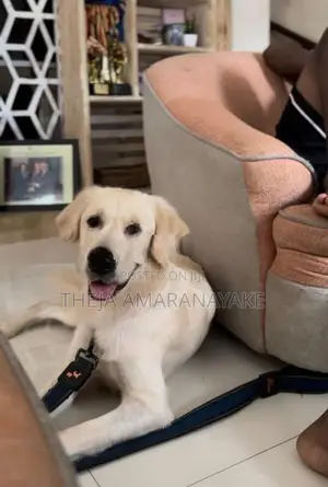 English Cream Golden Retriever