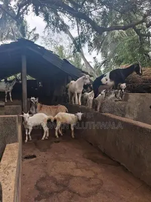 Saanen Goats
