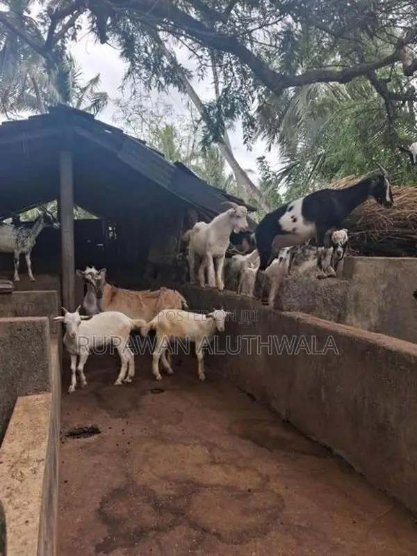 Saanen Goats