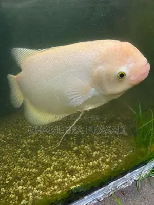 Jam Gurami Fish