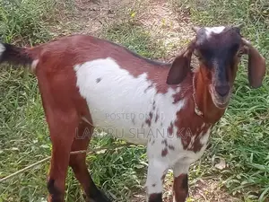 Farm Goat
