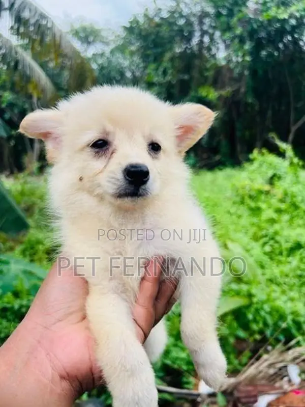 Lion pomanerian
