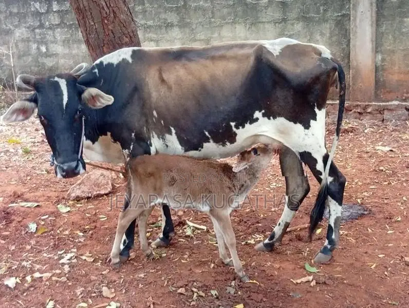 Milk Cow