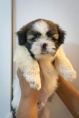 Shih Tzu Male Puppy