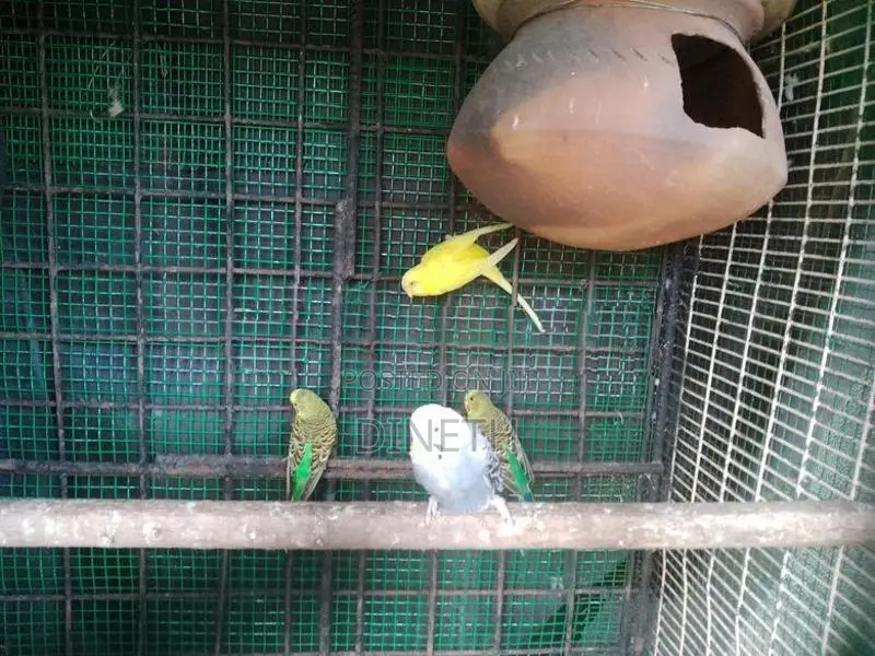 Love Birds