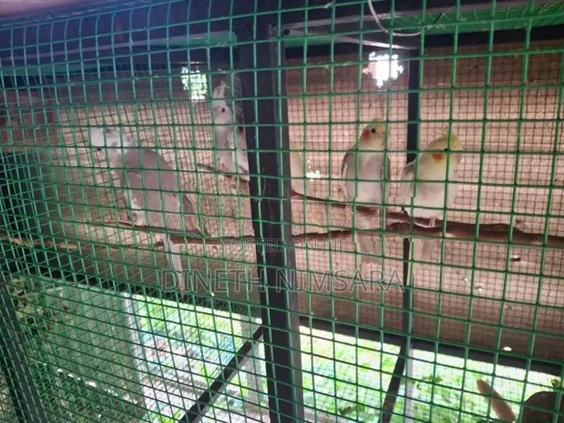 Cockatiel Bird