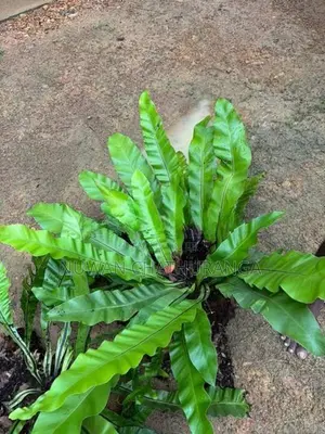 big plant