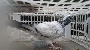 Pigeon