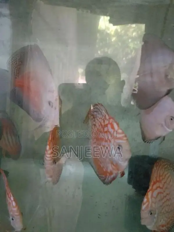 Discus Fish