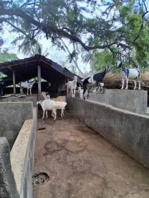 Saanen Goats