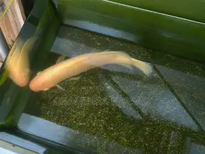 Jam Gurami Fish