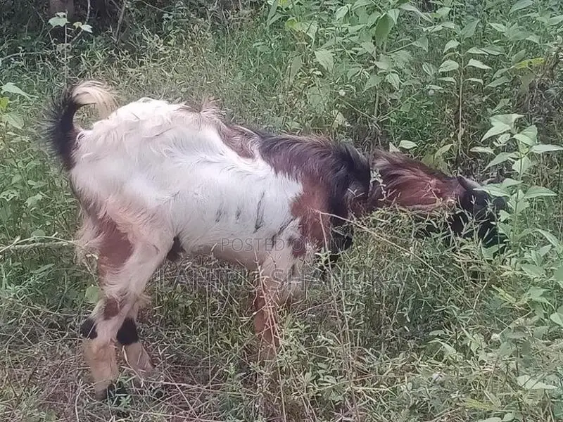 Farm Goat