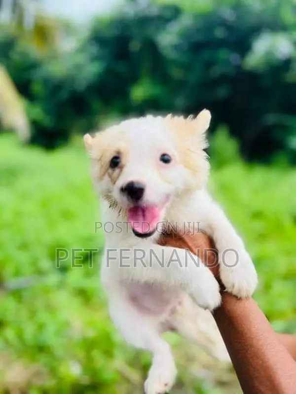 Lion pomanerian