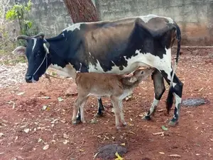 Milk Cow