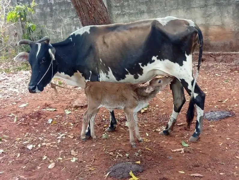 Milk Cow