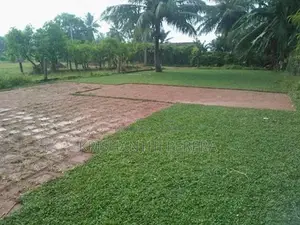 Malaysian Grass