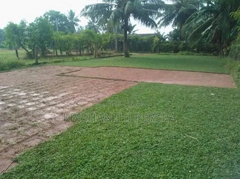 Malaysian Grass