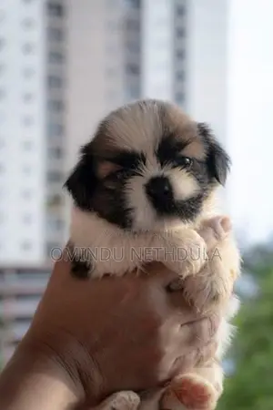 Shih Tzu Male Puppy