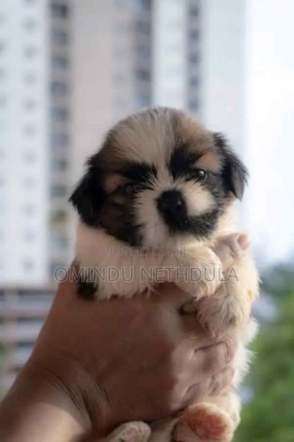 Shih Tzu Male Puppy