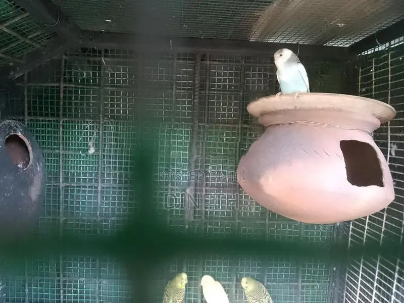 Love Birds