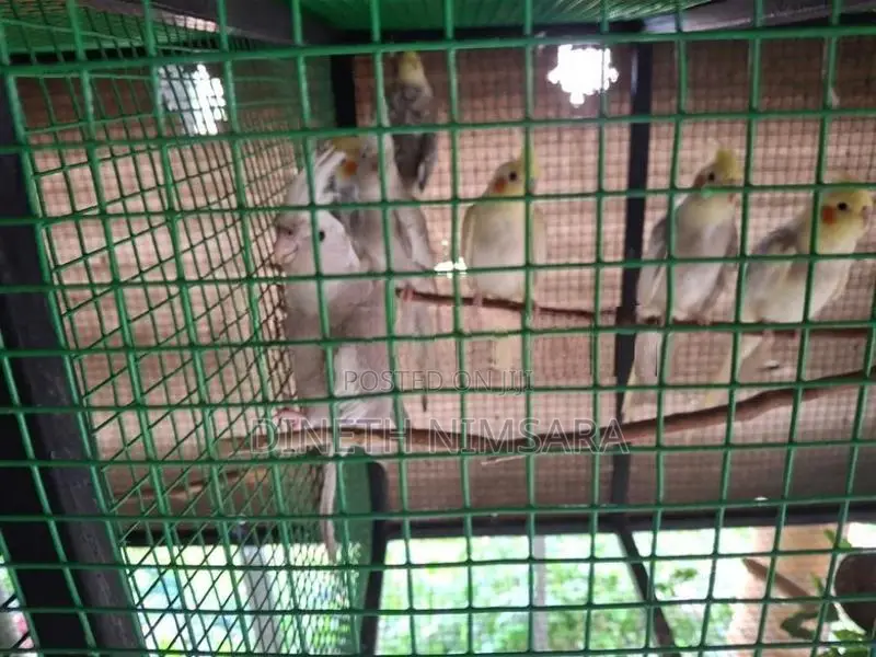 Cockatiel Bird