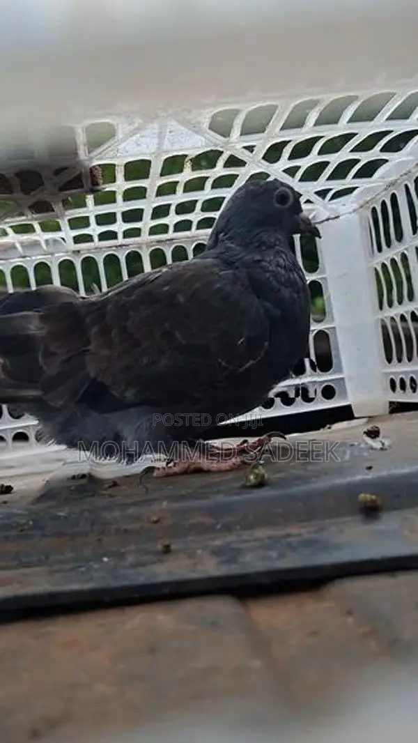Pigeon
