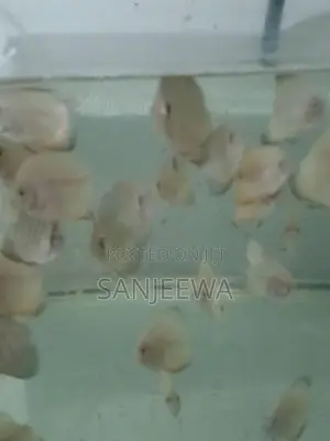 Discus Fish
