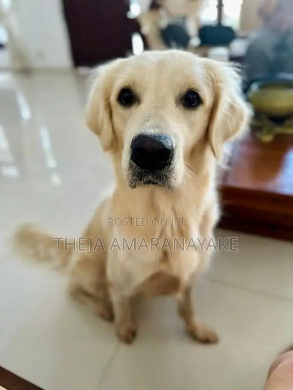 English Cream Golden Retriever
