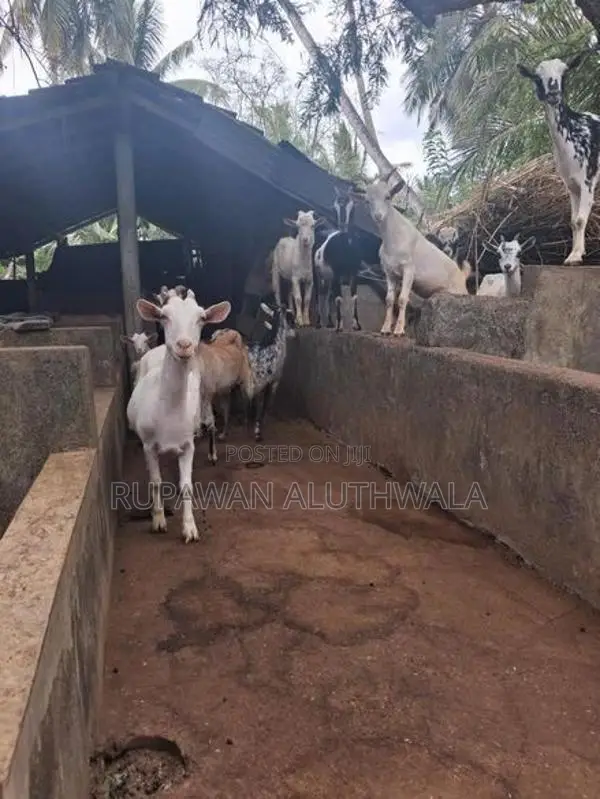 Saanen Goats