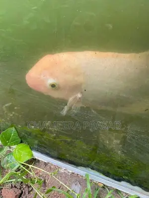 Jam Gurami Fish