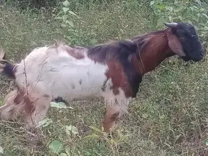 Farm Goat