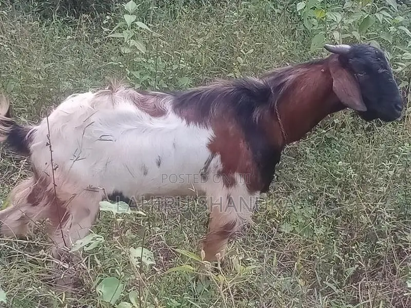 Farm Goat