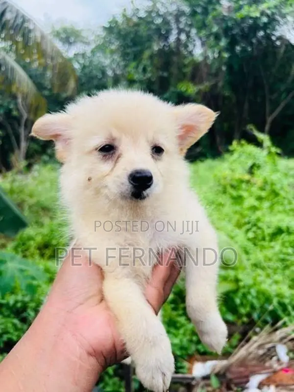 Lion pomanerian