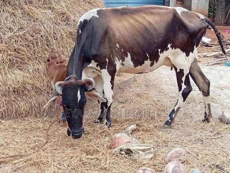 Milk Cow