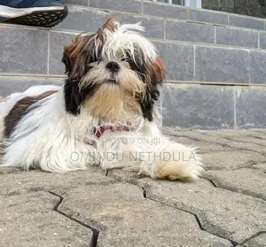 Shih Tzu Male Puppy