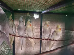Cockatiel Bird