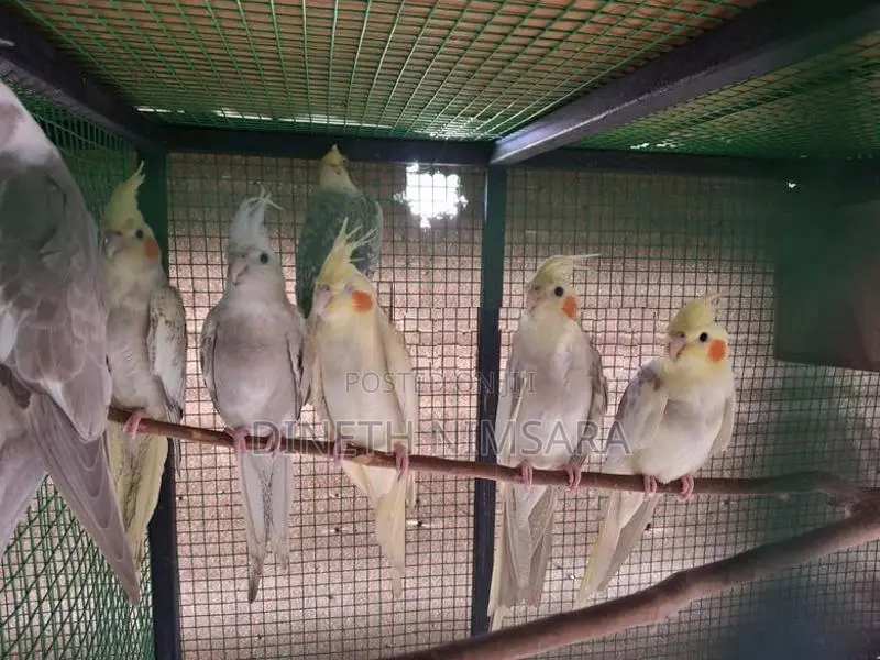 Cockatiel Bird