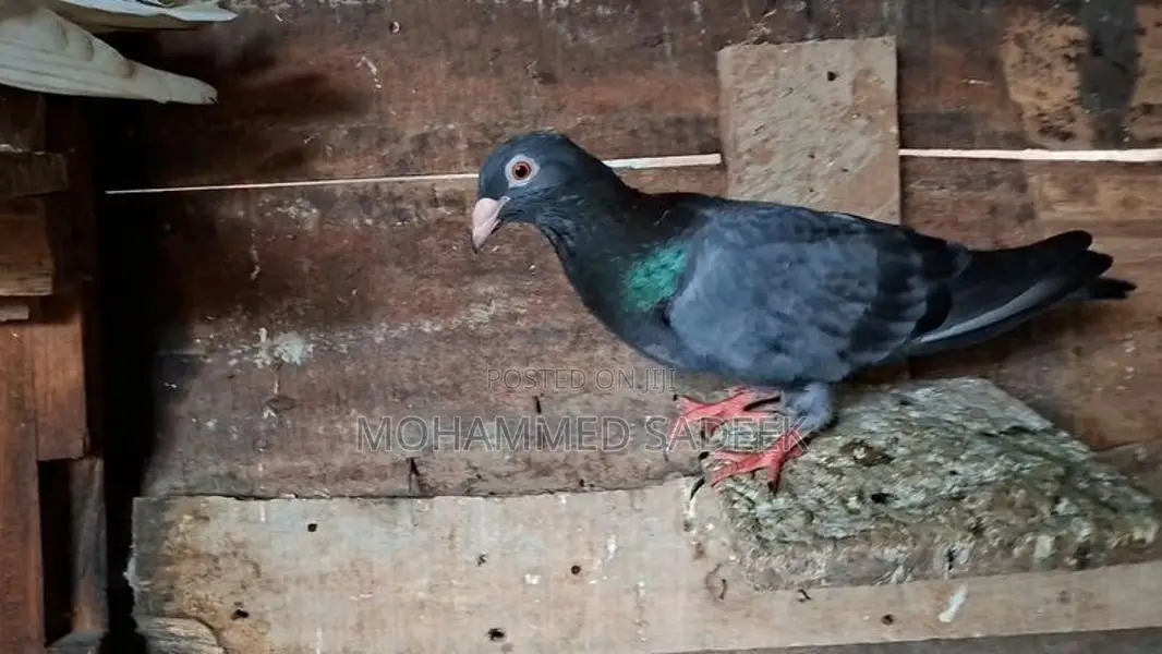 Pigeon